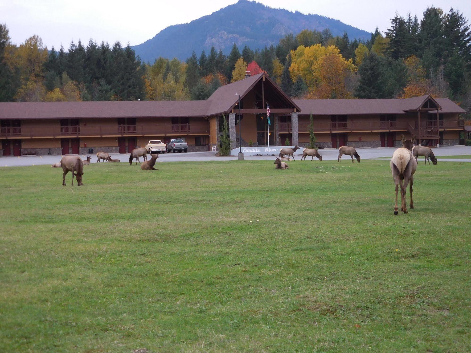 Cowlitz River Lodge Packwood Extérieur photo