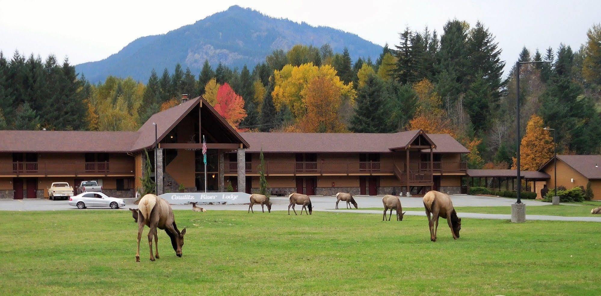 Cowlitz River Lodge Packwood Extérieur photo